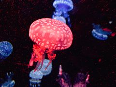 -烟台海昌鲸鲨海洋公园