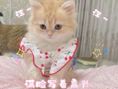 -喵zoo家庭繁育猫舍(尖东智能花园店)