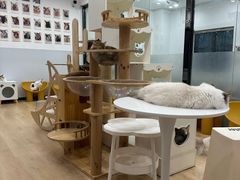 -有喵·猫咖·狗咖·30几只猫10只小狗(岗厦店)