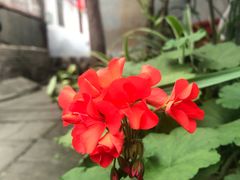 -恩阳古镇