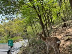 -大连森林动物园