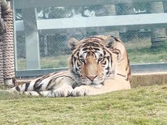 -西霞口神雕山野生动物世界