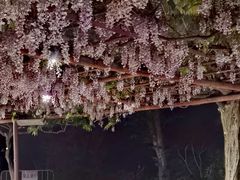 -嘉定紫藤园