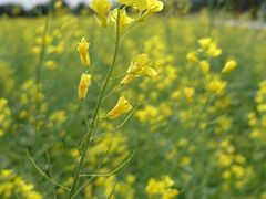 -光明小镇欢乐田园