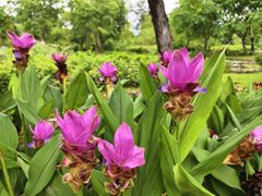 -中国科学院西双版纳热带植物园