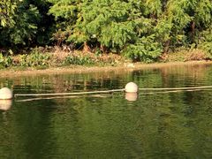 -飞来湖湿地公园