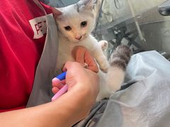 -PETKIT 小佩宠物·低压洗护·美容·寄养(安远店)