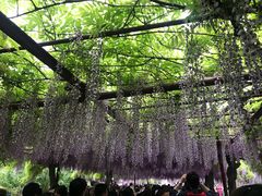 -嘉定紫藤园
