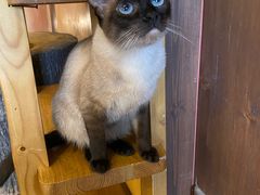 -猫猫幼稚园·撸猫·桌游·电玩