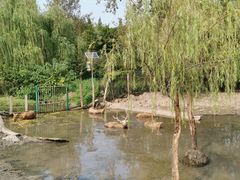 -溱湖国家湿地公园