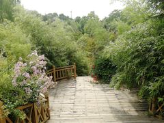 -泰山花样年华景区