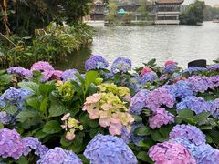 -荔湾湖公园