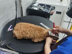 -宠福鑫康馨动物医院·骨科·眼科