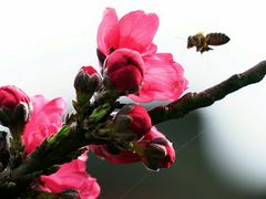 -南汇桃花村