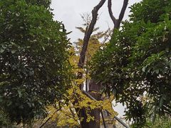 -上海佘山国家森林公园天马山园