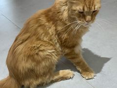 -Heymao猫咖.咖啡厅(东门店)