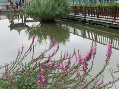 -莲花池公园