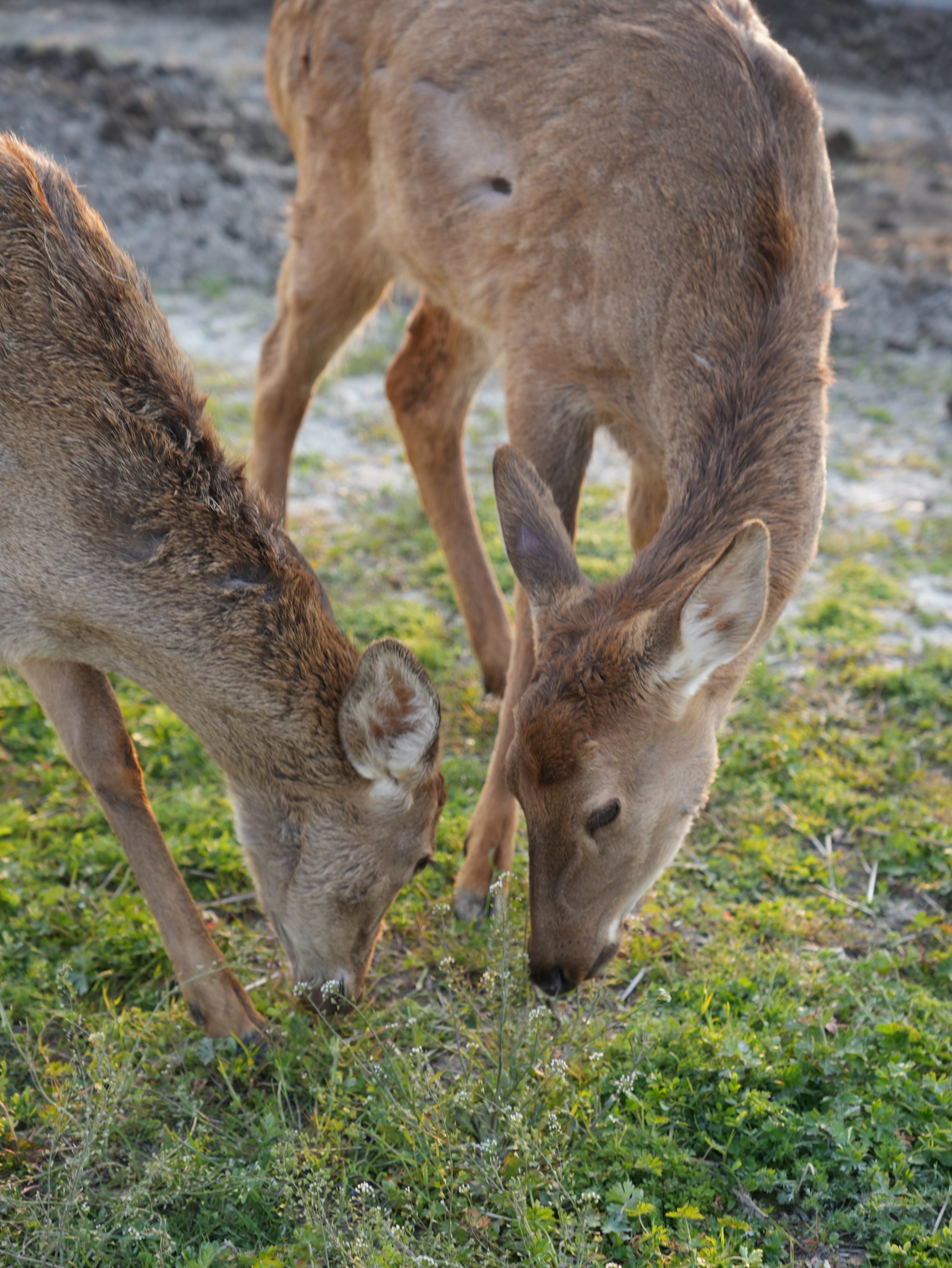 五一都给我冲这个小鹿庄园