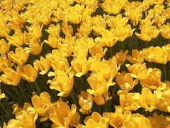 -大宁郁金香公园-停车场