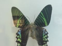 -上海昆虫博物馆