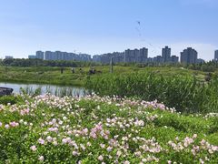 -洋湖国家湿地公园