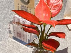 -晋江荣誉国际酒店·港誉茶餐厅