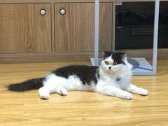 -啵啵喵·猫咖(攀华国际店)
