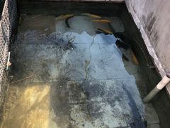 -北京龙庆四季香农家饭庄·灶台鱼·碳烤虹鳟鱼(龙庆峡店)