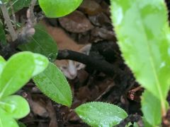 -momokira米努特·德文卷毛猫·棉花面纱犬
