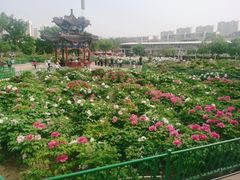 -曹州牡丹园