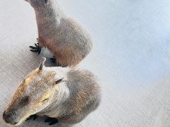 -FAIRYLAND龙族星球主题餐厅(凯丹广场店)