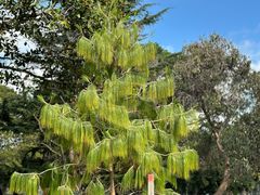 -墨尔本皇家植物园