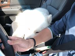 -柚子宠物(伊珊娜调理店)