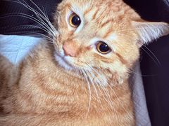 -纳吉亚猫专科动物医院·北北分院
