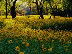 -朝阳公园