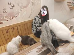 -猫的茶·猫咖