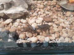 -上海昆虫博物馆