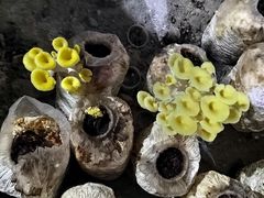 黄金菇-仙蘑洞