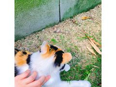 -上海璞麗酒店