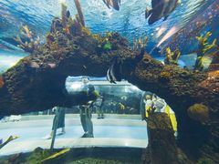 -重庆欢乐海底世界