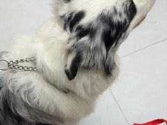 -达爱动物医院·犬猫分区·CT·复杂眼科(远洋山水分院)