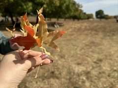 -五角枫生态旅游景区