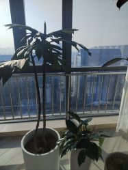 -HEYAN荷妍专业脱毛连锁机构