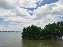 -宝安西湾红树林湿地公园