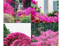 -莲花山公园