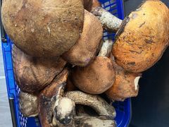 -小志家.野生菌鲜切牦牛肉牛杂火锅