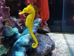 -暹罗海洋世界