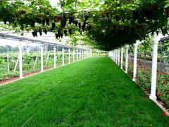 -白鹿原葡萄主题公园