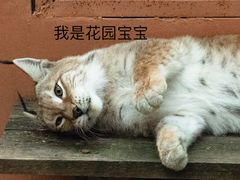-青藏高原野生动物园
