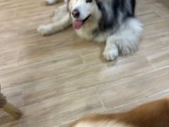-李小姐の猫咖啡馆(五角场店)